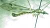 Tipula rufina